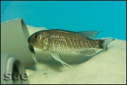 Triglachromis otostigma