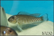 Triglachromis otostigma