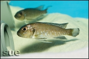 Triglachromis otostigma