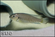 Triglachromis otostigma