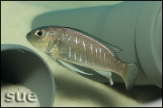 Triglachromis otostigma