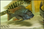 Petrochromis texas red fin Longola