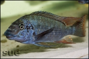 Petrochromis texas red fin Longola