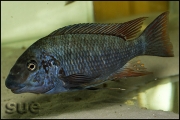 Petrochromis texas red fin Longola