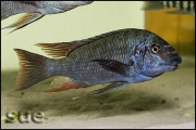 Petrochromis texas red fin Longola