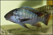 Petrochromis texas red fin Longola