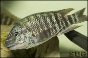 Petrochromis texas red fin Longola