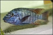 Petrochromis texas red fin Longola