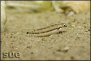 Telmatochromis vittatus shell