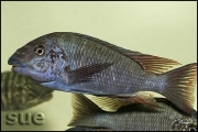 Petrochromis texas red fin Longola