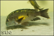 Tropheus sp. Kalambo mutant