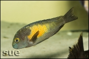 Tropheus sp. Kasakalawe