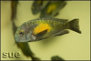 Tropheus sp. Kasakalawe