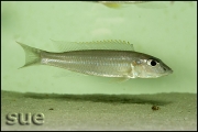 Reganochromis calliurus