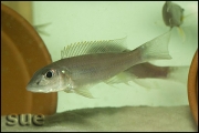 Reganochromis calliurus