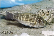 Tropheus sp. Murago