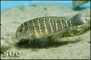 Tropheus sp. Murago