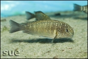 Tropheus sp. Murago