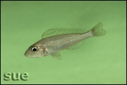 Microdontochromis rotundiventralis