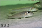 Xenotilapia bathyphilus Mtoto