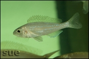 Microdontochromis rotundiventralis