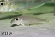 Xenotilapia bathyphilus Mtoto