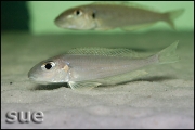 Xenotilapia bathyphilus Mtoto