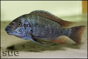 Petrochromis texas red fin Longola