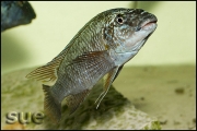 Petrochromis texas red fin Longola