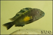 Tropheus sp. Kalambo mutant