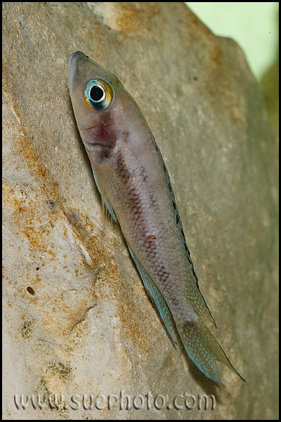 Neolamprologus furcifer Chaitika