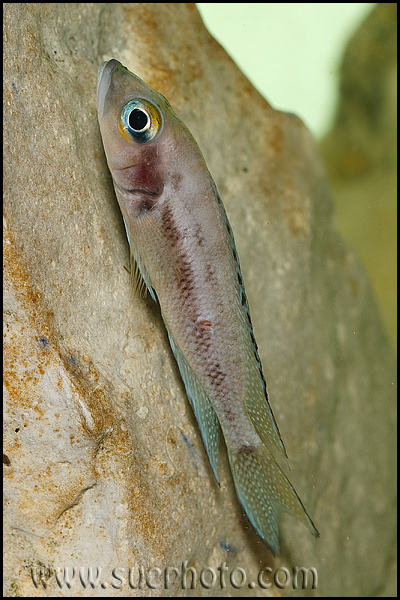 Neolamprologus furcifer Chaitika