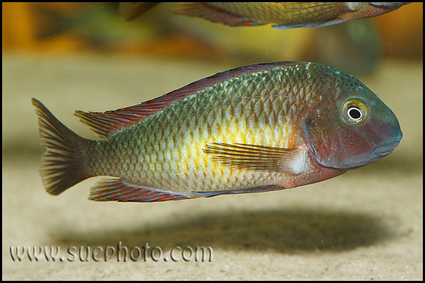 Tropheus sp. Kasanga