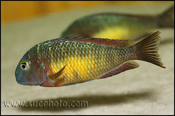 Tropheus sp. Kasanga