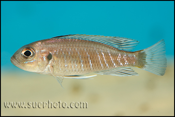 Triglachromis otostigma Chituta