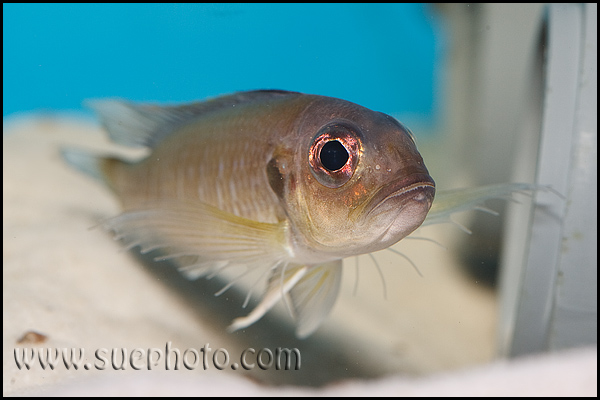 Triglachromis otostigma Chituta