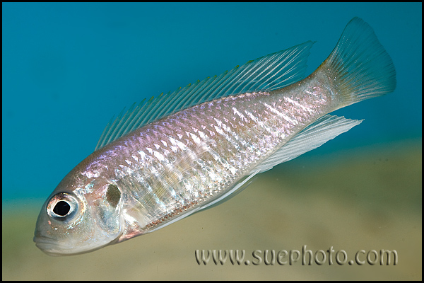 Triglachromis otostigma Chituta