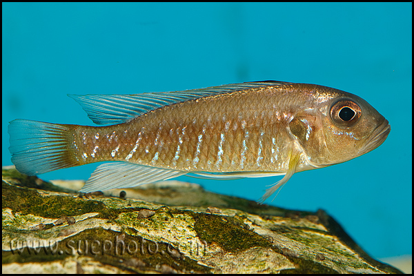 Triglachromis otostigma Chituta