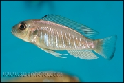 Triglachromis otostigma Chituta