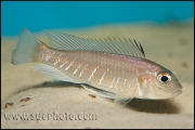 Triglachromis otostigma Chituta