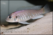 Triglachromis otostigma Chituta