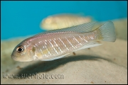 Triglachromis otostigma Chituta