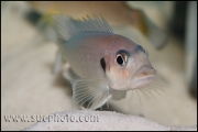 Triglachromis otostigma Chituta