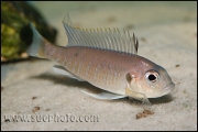 Triglachromis otostigma Chituta