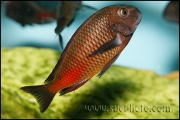 Tropheus sp. Chipimbi