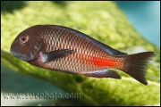 Tropheus sp. Chipimbi