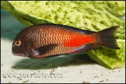 Tropheus sp. Chipimbi