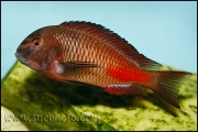 Tropheus sp. Chipimbi