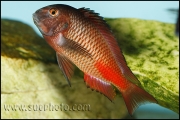 Tropheus sp. Chipimbi