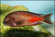 Tropheus sp. Chipimbi